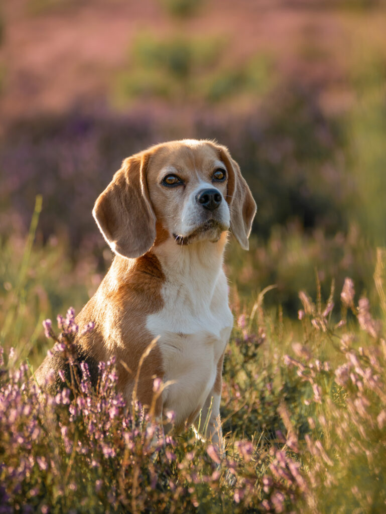 Honden fotografie